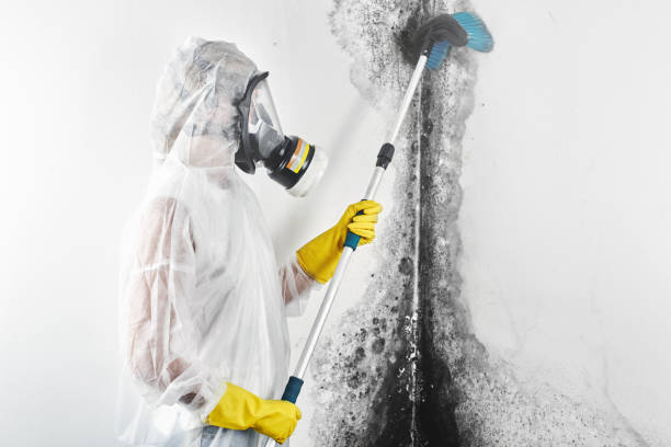 Best Post-Construction Mold Inspection  in Joseph City, AZ