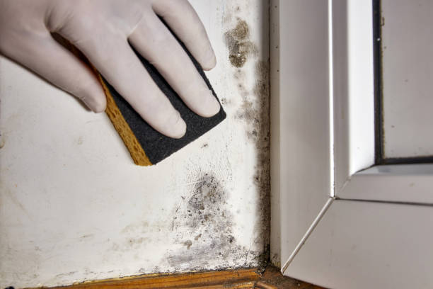 Best Post-Remediation Verification Testing  in Joseph City, AZ